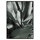 Gallerix Poster Banana Leaves No4 3427-21x30G