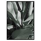 Gallerix Poster Banana Leaves No4 3427-70x100