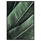 Gallerix Poster Banana Leaves No1 2652-21x30