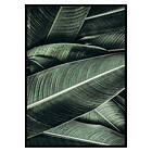 Gallerix Poster Banana Leaves No2 2653-21x30G