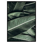Gallerix Poster Banana Leaves No2 2653-50x70