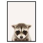 Gallerix Poster Baby Raccoon 3176-70x100