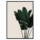 Gallerix Poster Banana Leaves Natural 2630-50x70