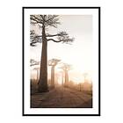 Gallerix Poster Baobab Trees In Madagascar 4309-50x70