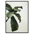 Gallerix Poster Botanical Leaves 2608-50x70