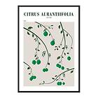 Gallerix Poster Citrus Aurantifolia 4438-50x70