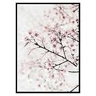 Gallerix Poster Cherry tree 3377-21x30