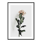 Gallerix Poster Chrysanthemum No1 4051-21x30G