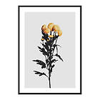 Gallerix Poster Chrysanthemum No2 4052-50x70