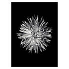 Gallerix Poster Dahlia BW 3007-30x40