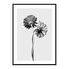 Gallerix Poster Daisies Intertwined 4049-50x70