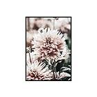 Gallerix Poster Dahlia 2672-21x30