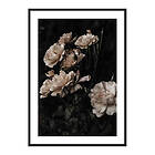 Gallerix Poster Dark White Roses 3716-21x30G