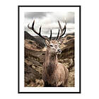 Gallerix Poster Deer In Mountain Landscape 3801-21x30