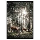 Gallerix Poster Deer In Sunlight 3393-21x30