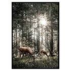 Gallerix Poster Deer In Sunlight 3393-21x30G