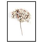 Gallerix Poster Dried Field Flower No2 3432-30x40