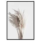 Gallerix Poster Dry Reeds No3 3430-21x30G