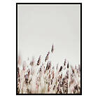 Gallerix Poster Dried Plants No2 2869-50x70