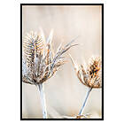 Gallerix Poster Dried Plants No1 2868-21x30