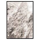 Gallerix Poster Dried Plants No3 3375-21x30