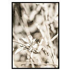 Gallerix Poster Dried Plant No4 2898-21x30G