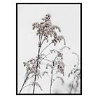 Gallerix Poster Dry Flowers 3085-21x30G