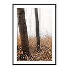 Gallerix Poster Forest Ground 4241-21x30