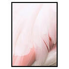 Gallerix Poster Flamingo Feathers 2689-50x70