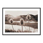 Gallerix Poster Flowers In Meadow 3844-21x30
