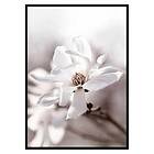 Gallerix Poster Flowering Star Magnolia 3422-21x30