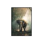 Gallerix Poster Forest Elephant 3689-21x30