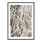 Gallerix Poster Grass 3717-21x30