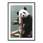 Gallerix Poster Giant Panda Bear 4294-21x30