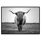 Gallerix Poster Highland Cattle B&W 3069-70x100