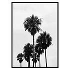 Gallerix Poster L.A Palm Trees 3111-21x30G