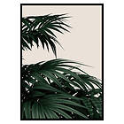 Gallerix Poster Palm Leaves Natural 2629-21x30