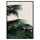 Gallerix Poster Palm Leaves Natural 2629-70x100