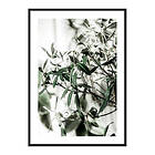 Gallerix Poster Olive Tree 4045-30x40