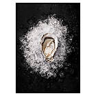 Gallerix Poster Oyster On Ice 3448-50x70