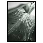 Gallerix Poster Palm Leaf Raindrops 3425-50x70