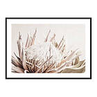 Gallerix Poster Protea Flower No1 4179-30x40