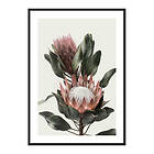 Gallerix Poster Protea Flowers 3884-21x30