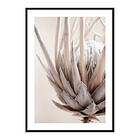 Gallerix Poster Protea Flower No2 4180-30x40