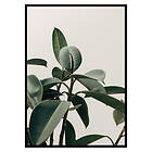 Gallerix Poster Rubber Plant 2610-30x40