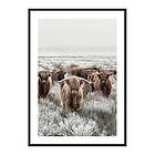 Gallerix Poster Scottish Highlanders 4192-21x30G