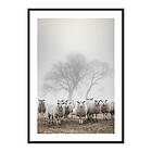 Gallerix Poster Sheep In Fog 3793-50x70