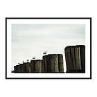 Gallerix Poster Seagulls Harbor 3680-21x30G