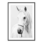 Gallerix Poster Shadowfax 4190-21x30G