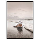 Gallerix Poster Shell On Beach 3526-21x30G